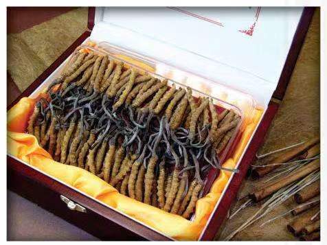 金阳冬虫夏草回收